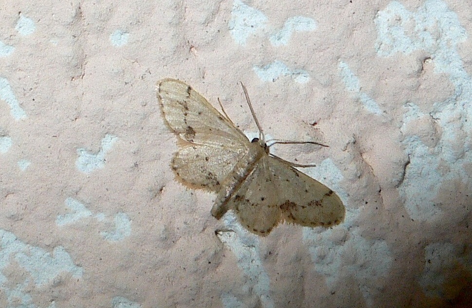 Idaea ?